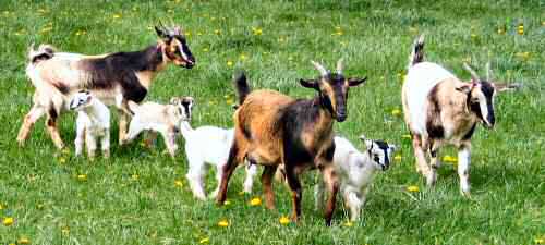 Arapawa goats with kids