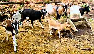 Arapawa goats in the USA