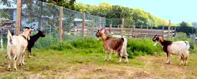 Arapawa goat