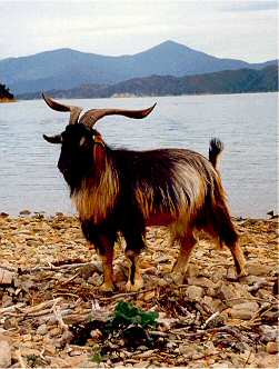 Buck on the beach (Photo by Michael Trotter)