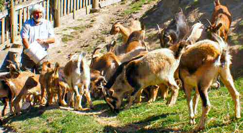 Arapawa goats at Lyttelton