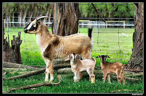 Arapawa doe with kids