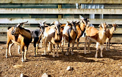 Arapawa goats at the sanctuary