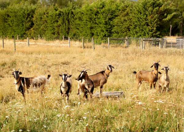 Six does in Canterbury