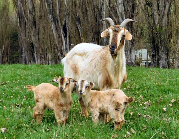 Blondie, Beckie and Bella