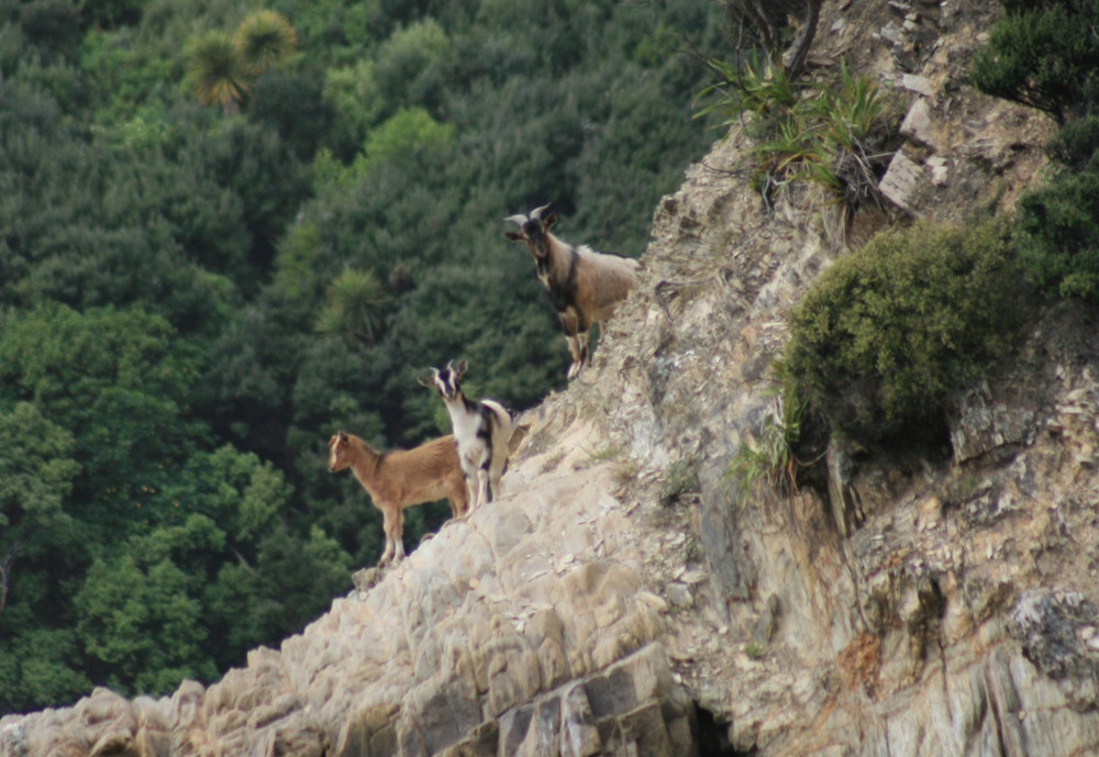 Feral goats