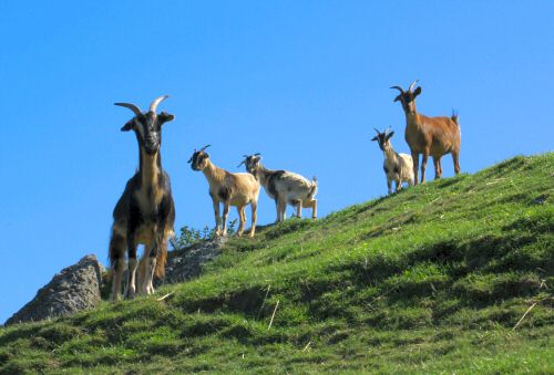 Arapawa goats