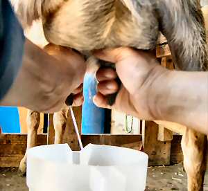 Hand milking