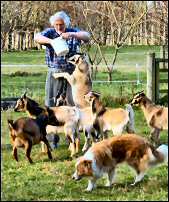 Michael feeding his Arapawa goats