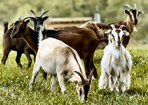 Arapawa goats at SVF