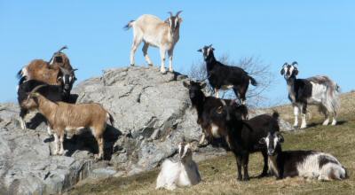 Arapawa goats